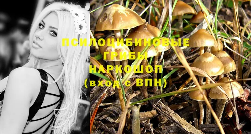 Галлюциногенные грибы Psilocybe  закладка  Кисловодск 