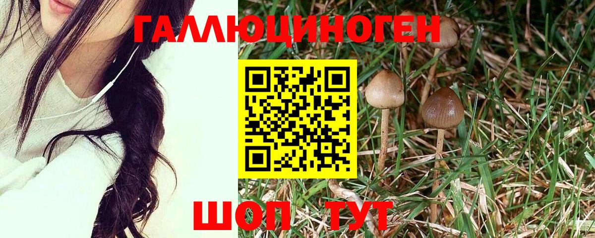 Псилоцибиновые грибы Psilocybe  Кисловодск  Псилоцибиновые грибы Psilocybine cubensis 